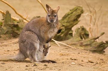 Image showing Bennet-wallabie