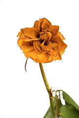 Image showing Dead rose 