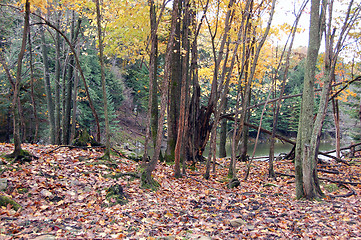 Image showing Autumn