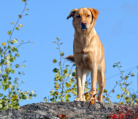 Image showing Yellow Labrador dog