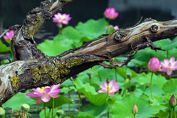 Image showing Lotus Flowers