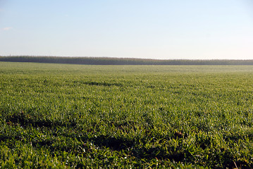 Image showing Green field with dew