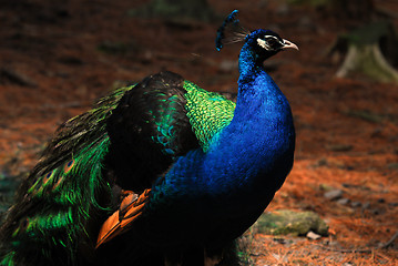 Image showing Indian Peafowl