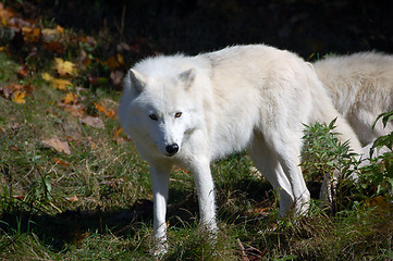 Image showing Arctic Wolf