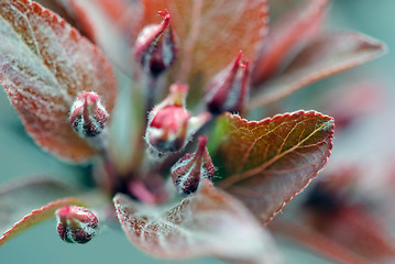 Image showing Crabapple flower bud