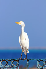 Image showing Egyptian heron - Bubulcus ibis