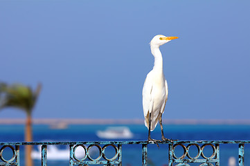 Image showing Egyptian heron - Bubulcus ibis