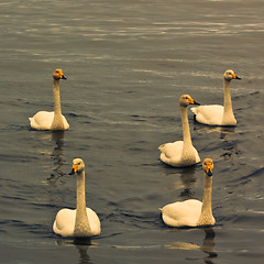 Image showing Five swans