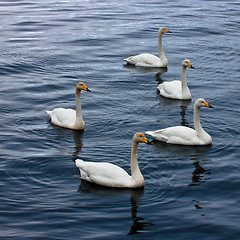 Image showing Swans