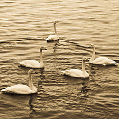 Image showing Swans