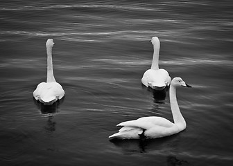 Image showing Shy swans