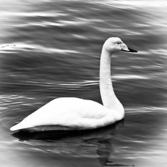 Image showing Swan