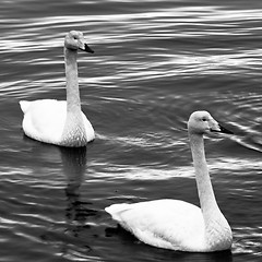 Image showing Swans