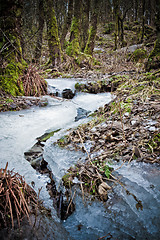 Image showing Ice in the forest