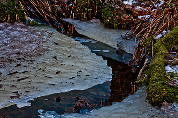 Image showing Ice in the forest