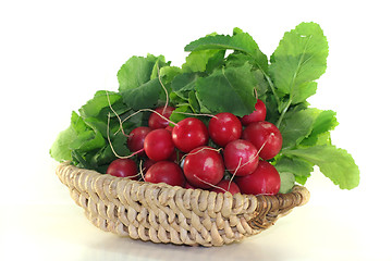 Image showing Radishes