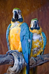 Image showing Macaw