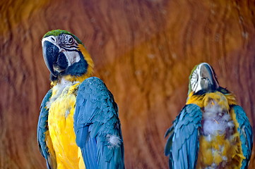 Image showing Macaw