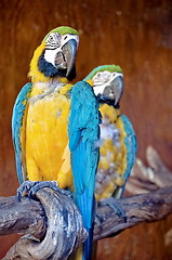 Image showing Macaw