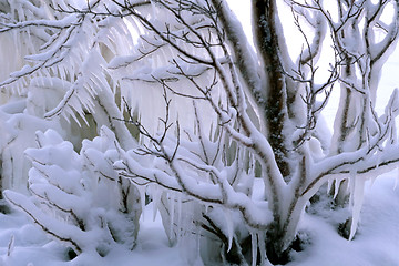 Image showing Frozen branch of tree