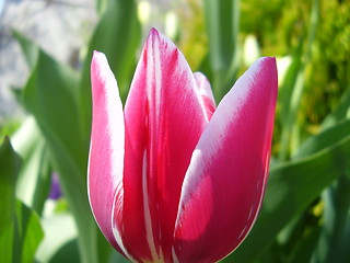 Image showing tulip