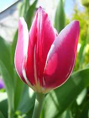 Image showing tulip