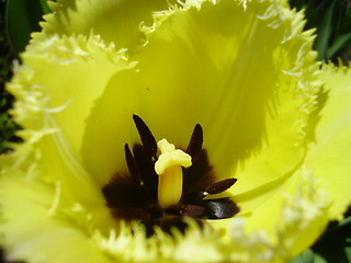 Image showing tulip