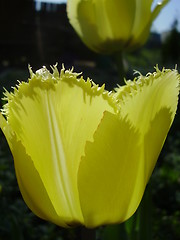 Image showing tulip