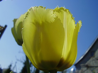 Image showing tulip