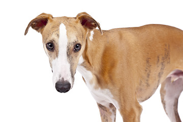 Image showing whippet