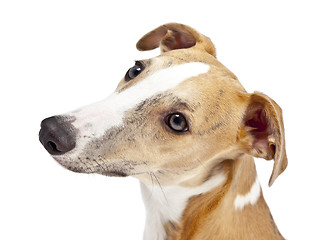 Image showing whippet