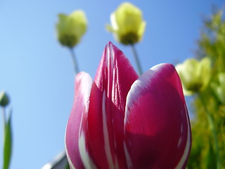 Image showing tulip