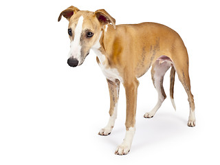 Image showing whippet