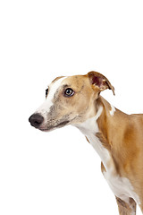 Image showing whippet