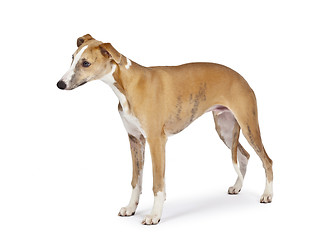 Image showing whippet