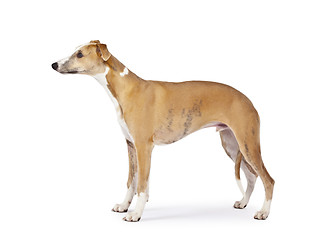 Image showing whippet