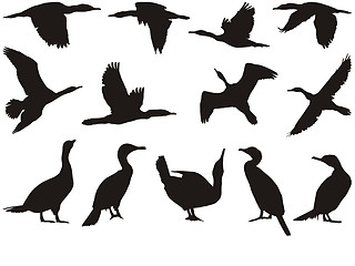 Image showing Collection cormorant