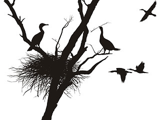 Image showing Cormorant nest