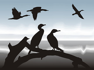 Image showing Cormorants  on lake shore