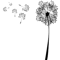 Image showing dandelion against white