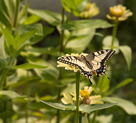 Image showing Machaon.