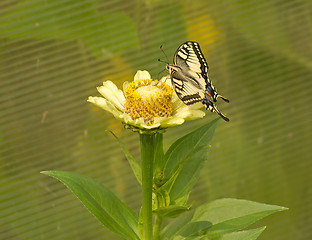 Image showing Machaon.