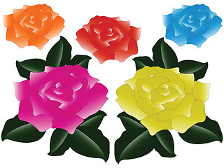 Image showing roses against white