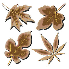 Image showing dry leaves collection against white