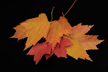 Image showing Maple Leaf