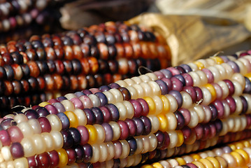 Image showing Indian Corn