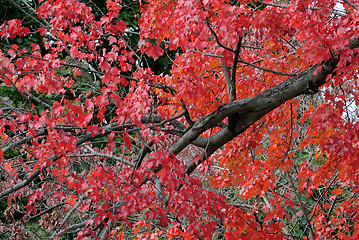 Image showing Autumn Foliage