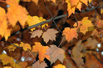 Image showing Autumn Foliage