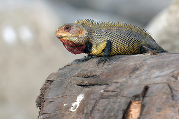 Image showing Garden Lizard