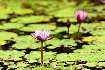 Image showing Water Lily